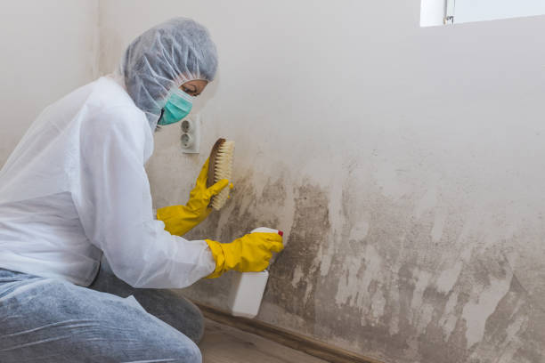 Best Mold Testing and Inspection Services in Santee, CA