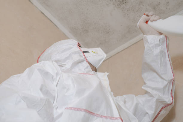 Best Preventive Mold Services in Santee, CA